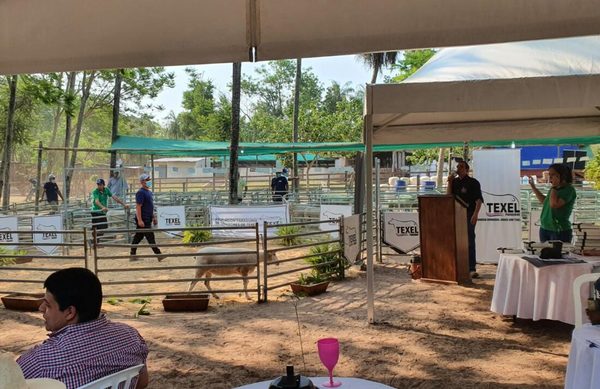 Gran Campeón Texel de la Feria a Campo se vendió en Gs. 19.656.000