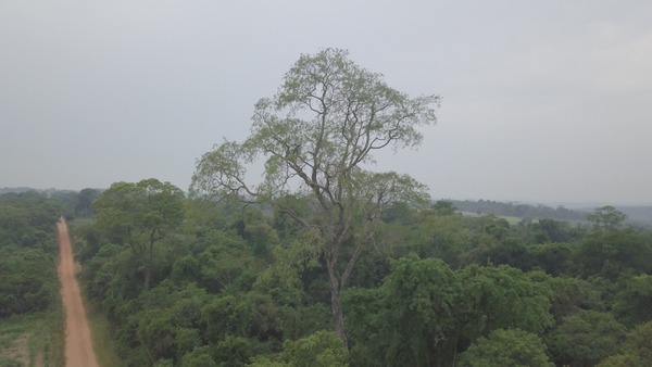 Último día de búsqueda de los Colosos de la Tierra » Ñanduti