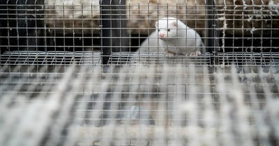 La Nación / Los abrigos de pieles se ven arrastrados por la pandemia
