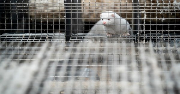 La Nación / Los abrigos de pieles se ven arrastrados por la pandemia