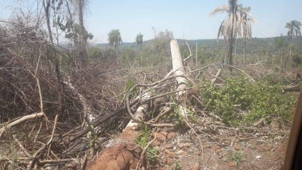 San Rafael del Paraná: denuncian quema deliberada de bosques nativos | OnLivePy