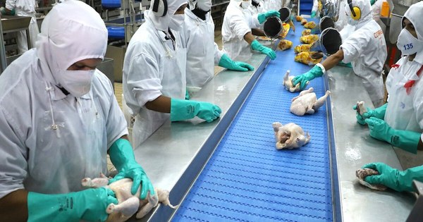 La Nación / Exportaciones de carne y menudencia de origen aviar cayeron 11,8% a octubre