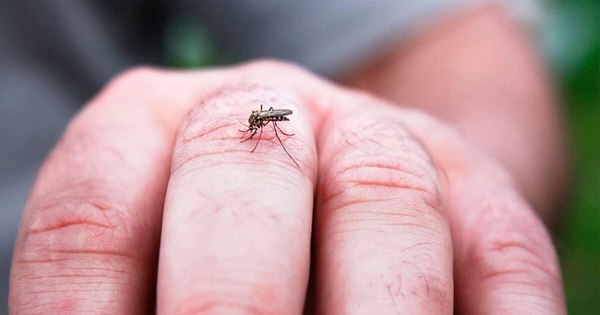 La Nación / Aumentan notificaciones por dengue: “Con lluvias no se descarta que los casos se disparen”