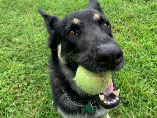 Major, el perro que fue adoptado de un refugio y que vivirá en la Casa Blanca