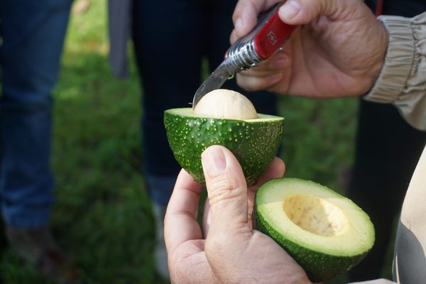 Aguacateros mexicanos fortalecen las medidas sanitarias en sus envíos a Japón - MarketData