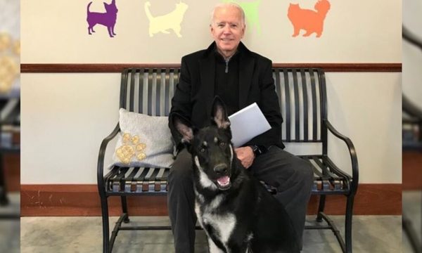Major, el primer perro rescatado que vivirá en la Casa Blanca