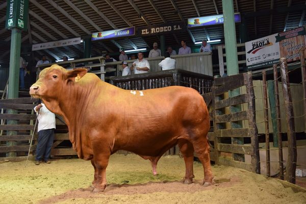 En Remate Élite, un toro Brangus colorado de Arandú se vendió en Gs. 88,2 millones