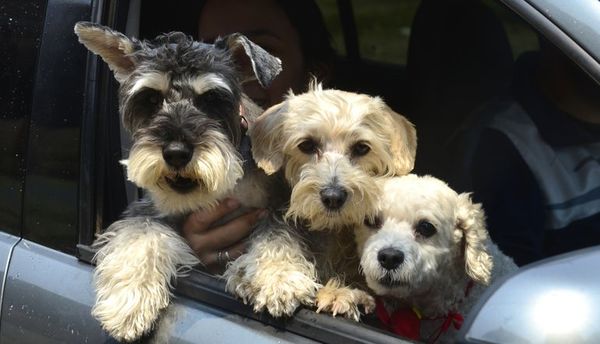 En Polonia aprueban ley sobre derechos de los animales - Mascotas - ABC Color