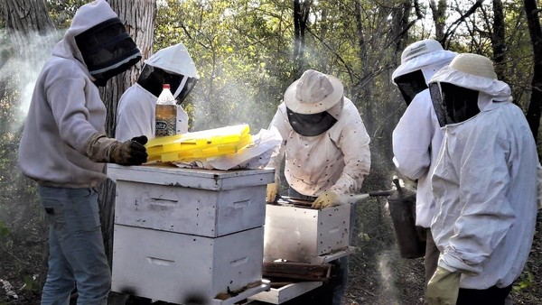 Gobierno Nacional fortalecerá producción de miel orgánica en Ñeembucú | .::Agencia IP::.