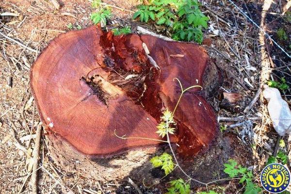 Municipio constata grave daño ambiental en Marín Ka’aguy •