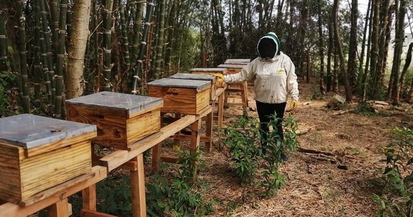 La Nación / Invierten G. 644 millones en producción de miel de abeja en Ñeembucú