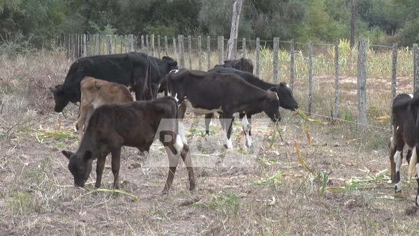 Ganadería: Lluvias traen alivio pero huellas de la sequía aún siguen vigentes