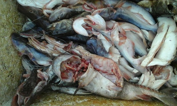 MADES deja sin efecto Resolución sobre pesca deportiva con devolución