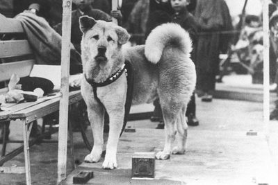 Un día como hoy nacía Hachiko, el perro que esperó a su dueño por 10 años y conmovió al mundo - Megacadena — Últimas Noticias de Paraguay