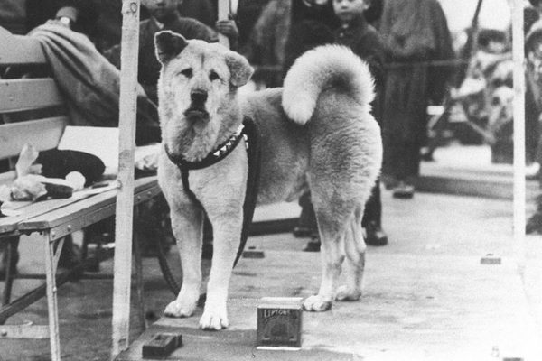 Un día como hoy nacía Hachiko, el perro que esperó a su dueño por 10 años y conmovió al mundo - Megacadena — Últimas Noticias de Paraguay