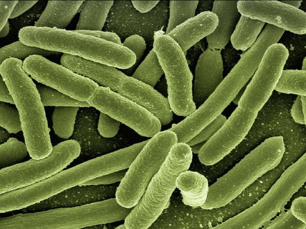 Descubren que bacterias pueden viajar entre continentes en polvo atmosférico