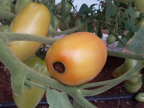 Productores exigen asistencia al MAG ante aparición de manchas en tomates