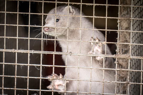 Dinamarca matará a millones de visones en un desesperado intento de contener una mutación del COVID-19 - Megacadena — Últimas Noticias de Paraguay