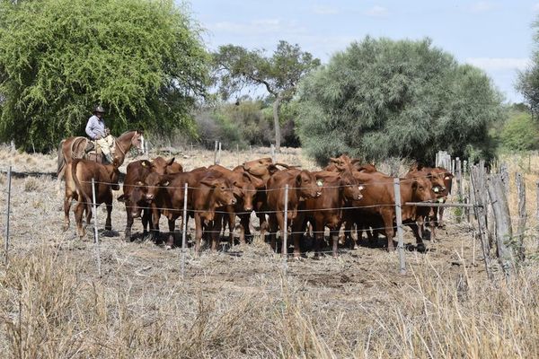Precio del ganado alcanza nuevo récord histórico de G. 21.000 por kilogramo - Nacionales - ABC Color