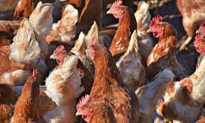 Holanda: nuevo brote de gripe aviar obliga sacrificio de 48.000 pollos