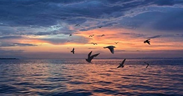 La Nación / El vuelo de los pájaros
