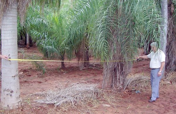 Mbokaja: ganar con el kokue de cuatro pisos - Nacionales - ABC Color