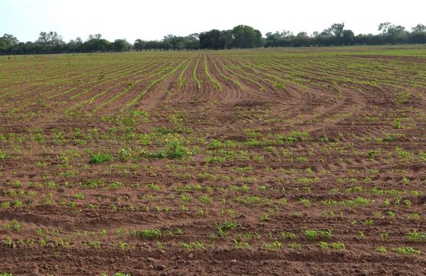 Lluvias  permiten realizar primeras siembras en zona del Chaco Central - Nacionales - ABC Color