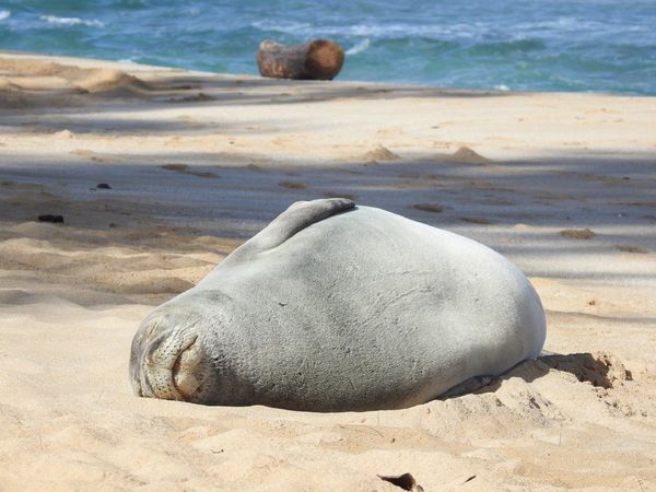 Científicos descubren una nueva especie de foca monje ya extinta
