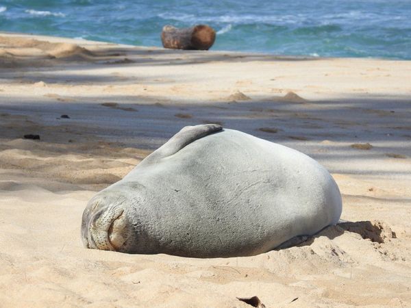 Científicos descubren una nueva especie de foca monje ya extinta