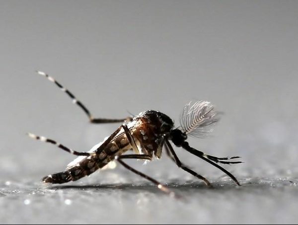 Reportan más de 100 notificaciones de dengue en las últimas semanas · Radio Monumental 1080 AM