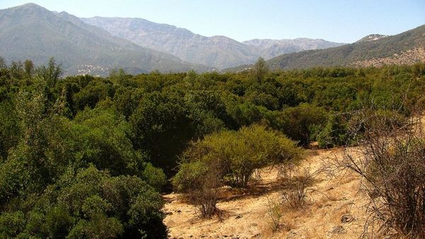 Vacuna contra el Covid-19: árbol mapuche que puede ser clave para combatir la pandemia
