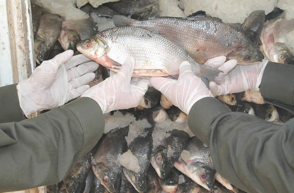 MADES ya realiza primeras intervenciones tras inicio de veda pesquera