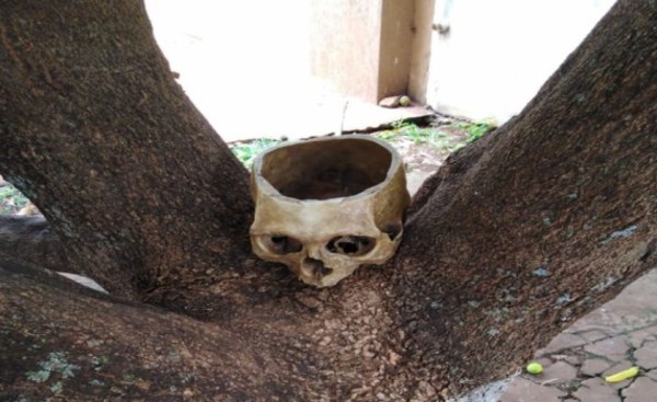 Hallan cráneo en tronco de un árbol detrás de un supermercado