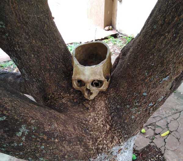 Dejan un CRANEO destapado en medio de un árbol: advertencia o macumba..?