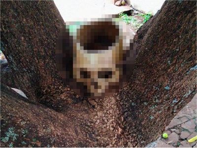 Hallan cráneo en un árbol en Presidente Franco