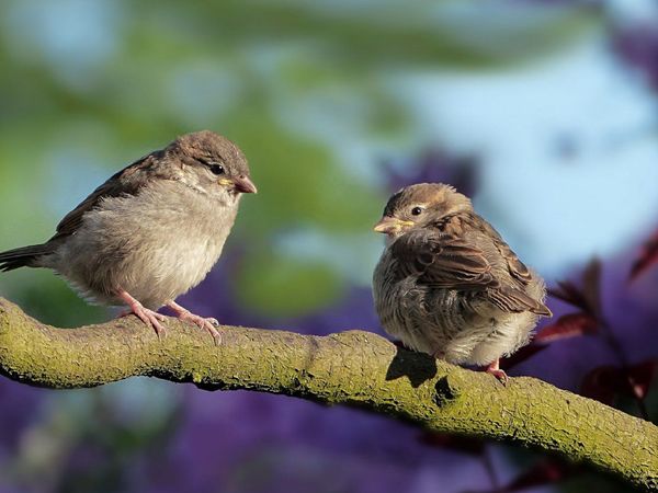 Publican el mayor catálogo genético de aves