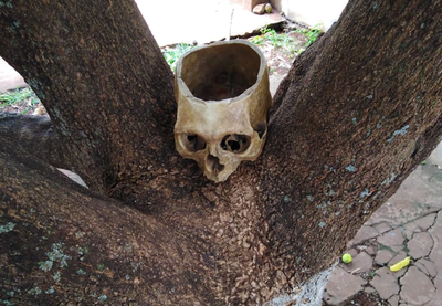 Hallan cráneo en un árbol en Presidente Franco - Noticiero Paraguay