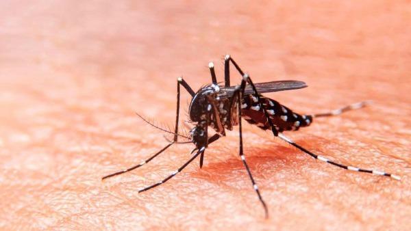 Siguen en aumento las notificaciones de casos sospechosos y positivos de dengue – Prensa 5