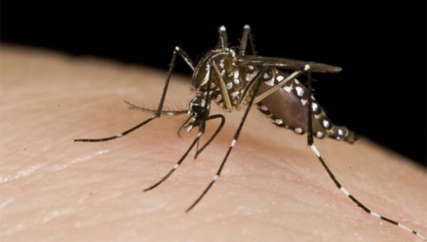 HOY / Alertan por aumento de casos de dengue en las últimas semanas