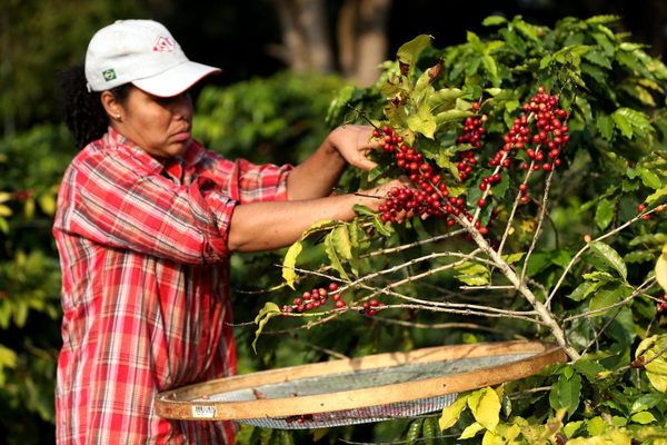 Brasil exportó en octubre un volumen récord de 4,1 millones de sacos de café - MarketData
