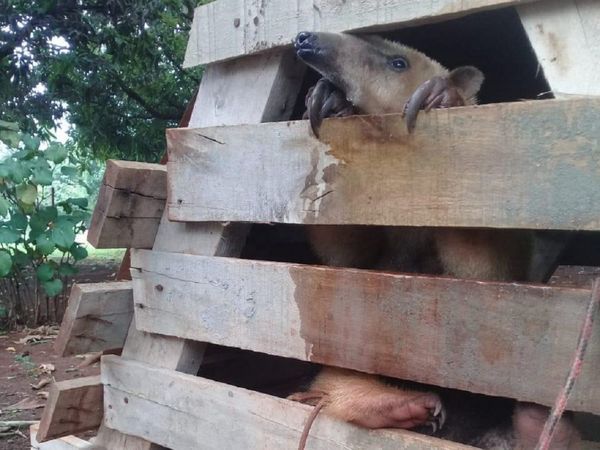 Rescatan animal silvestre nativo que era mantenido en cautiverio