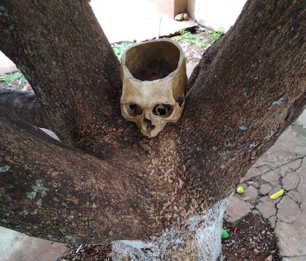 Crónica / Feroz cráneo coronó una planta de mango