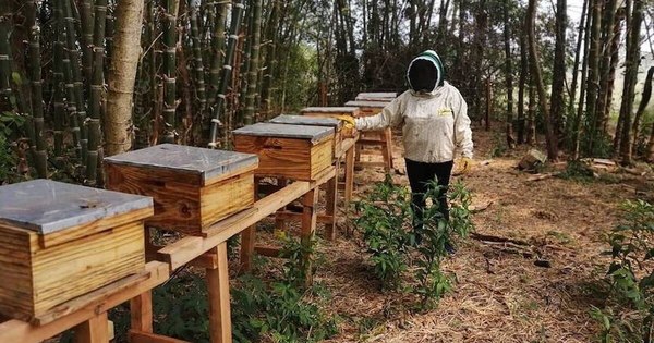La Nación / Invierten unos G. 644 millones en producción
