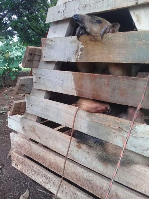 Ciudad del Este: Rescatan animal silvestre nativo que era mantenido en cautiverio » Ñanduti