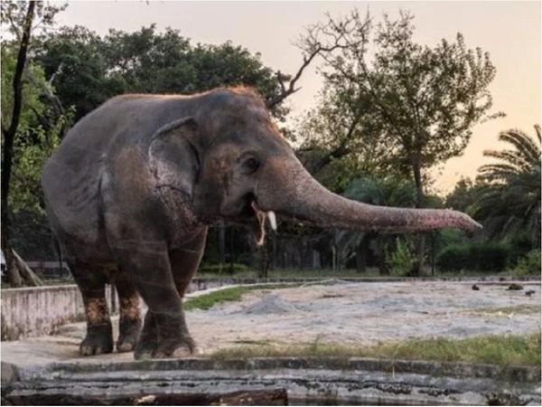 A ritmo de Sinatra, el elefante Kaavan se prepara para ser libre