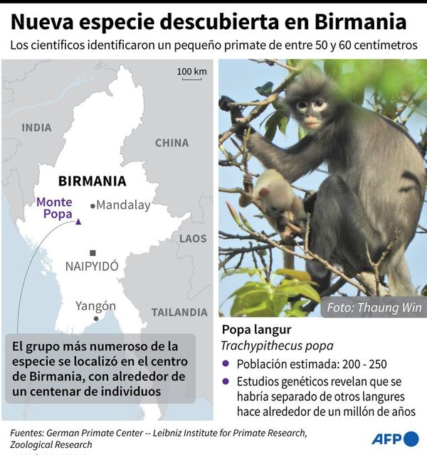 Descubren una nueva especie de primate en Birmania - Ciencia - ABC Color