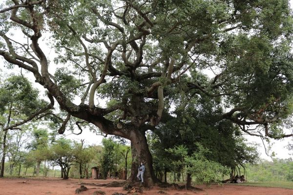 Samu´u finalista del concurso “Colosos de la Tierra” es declarado de interés municipal