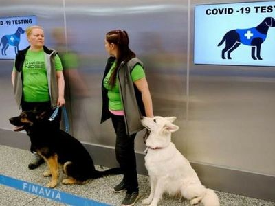 Perros detectan el Covid con igual eficacia que los tests, dicen