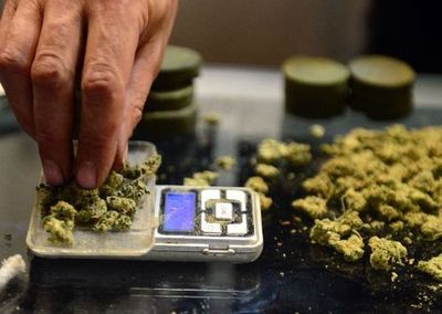 Argentina legaliza autocultivo de cannabis para uso medicinal  - Mundo - ABC Color