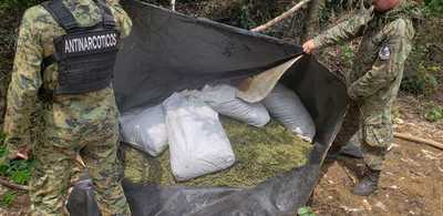 Incautan y destruyen 7.300 kilos de marihuana en Azote’y